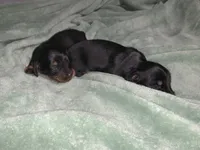 Tia, a female Miniature Dachshund for sale in Baltimore, MD – 4 of 8
