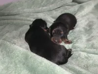 Tia, a female Miniature Dachshund for sale in Baltimore, MD – 2 of 8