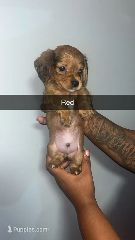 Honey boo  – Pomeranian, Miniature Dachshund puppy for sale in Baltimore, MD
