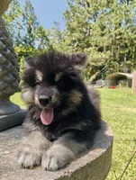 Mr Fluff    , a male Alaskan Malamute for sale in Keysville, VA – 8 of 8
