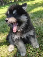 Mr Fluff    , a male Alaskan Malamute for sale in Keysville, VA – 3 of 8