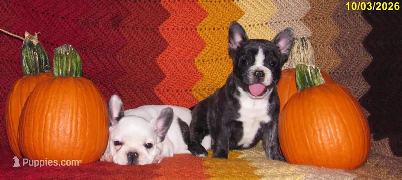 Brindle Girl  – French Bulldog puppy for sale in Keysville, VA