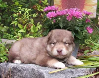 Scarlett , a female Alaskan Malamute for sale in Keysville, VA – 2 of 5