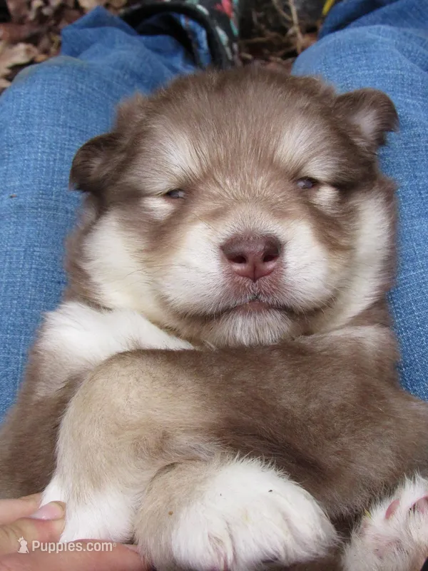 Scarlett , a female Alaskan Malamute for sale in Keysville, VA – 1 of 5