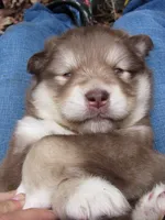 Scarlett , a female Alaskan Malamute for sale in Keysville, VA – 1 of 5