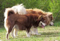 Scarlett , a female Alaskan Malamute for sale in Keysville, VA – 4 of 5
