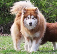 Scarlett , a female Alaskan Malamute for sale in Keysville, VA – 3 of 5