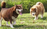 Scarlett , a female Alaskan Malamute for sale in Keysville, VA – 5 of 5