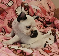 Pied frenchie, a female French Bulldog for sale in Keysville, VA – 2 of 10