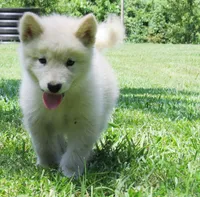 Jasper , a male Alaskan Malamute for sale in Keysville, VA – 9 of 9