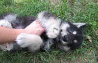 Koda, a male Alaskan Malamute for sale in Keysville, VA – 6 of 6