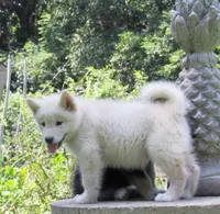 Jasper , a male Alaskan Malamute for sale in Keysville, VA – 6 of 9