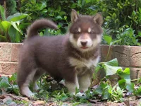 Va Pup , a female Alaskan Malamute for sale in Keysville, VA – 6 of 10