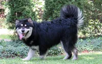 Milo, a male Alaskan Malamute for sale in Keysville, VA – 5 of 5