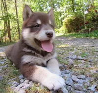 Va Pup , a female Alaskan Malamute for sale in Keysville, VA – 7 of 10