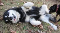 VA Malamute , a male Alaskan Malamute for sale in Keysville, VA – 4 of 5