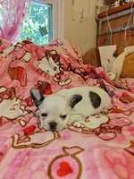Pied frenchie, a female French Bulldog for sale in Keysville, VA – 3 of 10