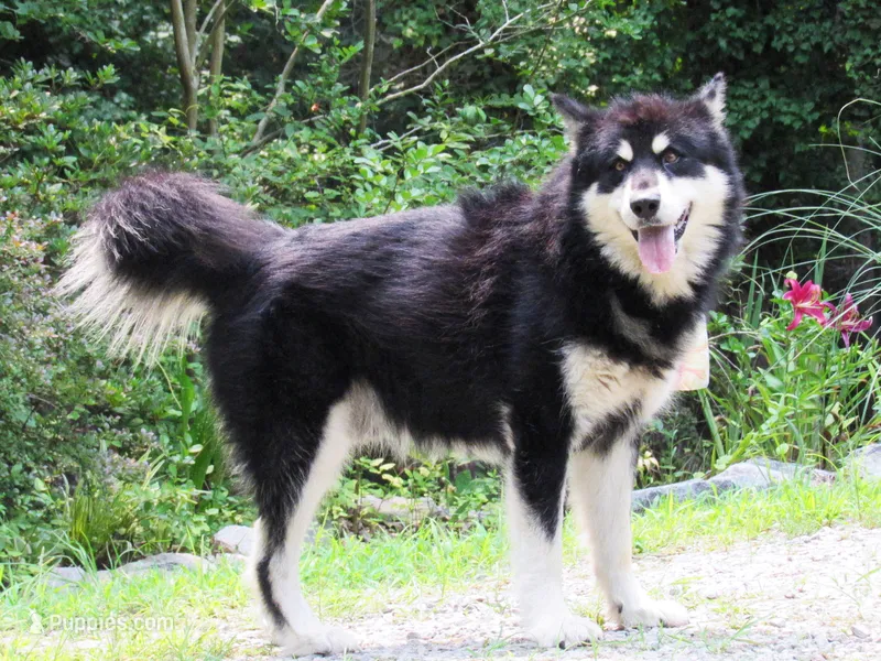 VA Malamute  – Alaskan Malamute puppy for sale in Keysville, VA