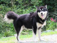 VA Alaskan Malamute , a male Alaskan Malamute for sale in Keysville, VA – 1 of 5