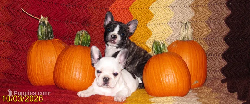 Pied Frenchie  – French Bulldog puppy for sale in Keysville, VA