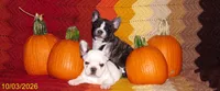 Izzy, a female French Bulldog for sale in Keysville, VA – 3 of 10