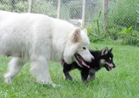 Millie , a female Alaskan Malamute for sale in Keysville, VA – 2 of 7