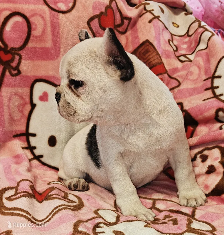 Pied frenchie – French Bulldog puppy for sale in Keysville, VA