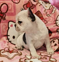Pied frenchie, a female French Bulldog for sale in Keysville, VA – 1 of 10