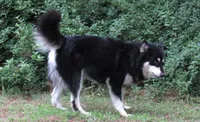 VA Malamute , a male Alaskan Malamute for sale in Keysville, VA – 2 of 5