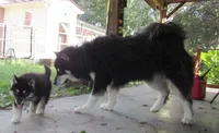 Koda, a male Alaskan Malamute for sale in Keysville, VA – 5 of 6