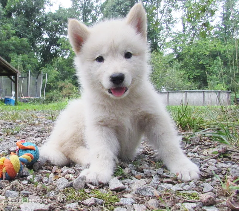 VA Malamute puppy – Alaskan Malamute puppy for sale in Keysville, VA