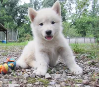 VA Malamute puppy, a male Alaskan Malamute for sale in Keysville, VA – 1 of 4