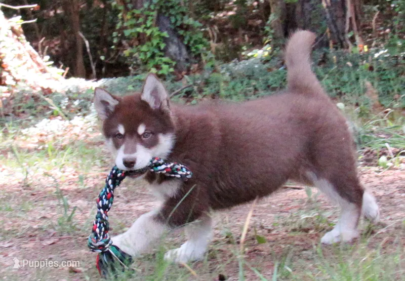 Va Pup  – Alaskan Malamute puppy for sale in Keysville, VA