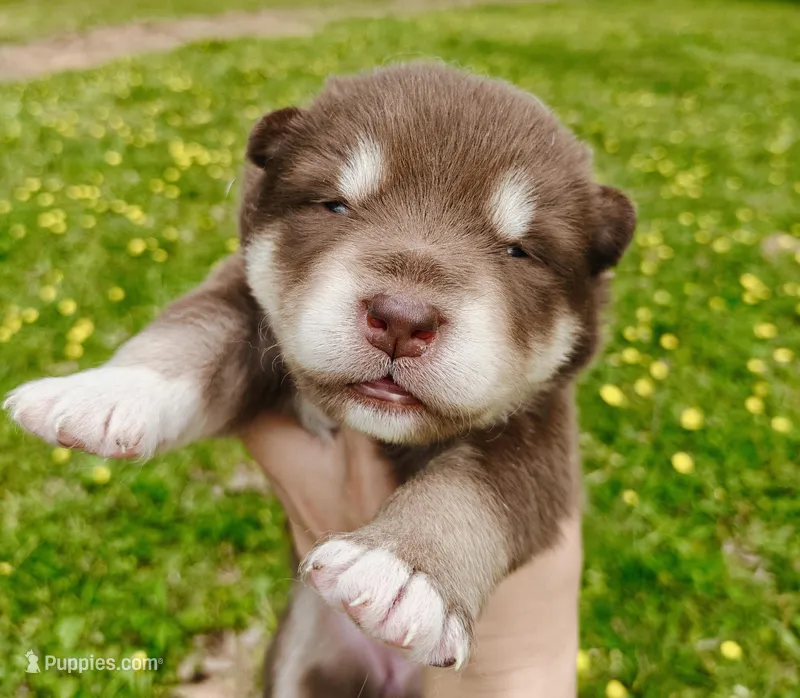 Rosie  – Alaskan Malamute puppy for sale in Keysville, VA