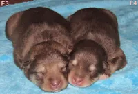 Rosie , a female Alaskan Malamute for sale in Keysville, VA – Photo 2 of 8