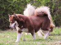 Rosie , a female Alaskan Malamute for sale in Keysville, VA – Photo 5 of 8