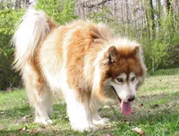 Rosie , a female Alaskan Malamute for sale in Keysville, VA – Photo 7 of 8