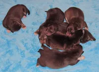 Rosie , a female Alaskan Malamute for sale in Keysville, VA – Photo 3 of 8