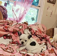 Pied Frenchie , a female French Bulldog for sale in Keysville, VA – 9 of 10