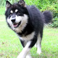 VA Malamute , a male Alaskan Malamute for sale in Keysville, VA – 3 of 5