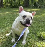 Pied frenchie, a female French Bulldog for sale in Keysville, VA – 8 of 10