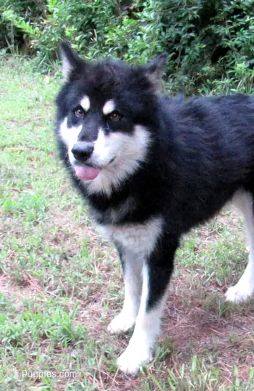 VA Malamute  – Alaskan Malamute puppy for sale in Keysville, VA