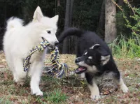 Zues , a male Alaskan Malamute for sale in Keysville, VA – 4 of 6