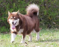 Ember, a female Alaskan Malamute for sale in Keysville, VA – Photo 8 of 8