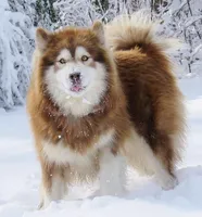Ember, a female Alaskan Malamute for sale in Keysville, VA – Photo 5 of 8
