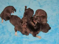 Ember, a female Alaskan Malamute for sale in Keysville, VA – Photo 3 of 8