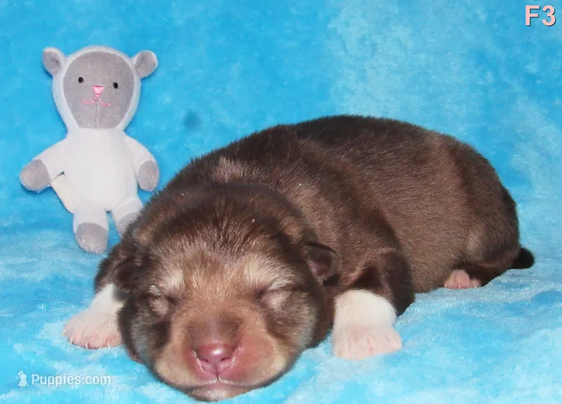 Ember – Alaskan Malamute puppy for sale in Keysville, VA