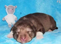 Ember, a female Alaskan Malamute for sale in Keysville, VA – Photo 1 of 8