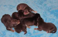 Ember, a female Alaskan Malamute for sale in Keysville, VA – Photo 4 of 8