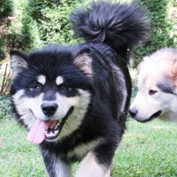 Milo, a male Alaskan Malamute for sale in Keysville, VA – 3 of 5